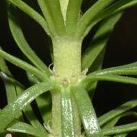 Attēlu rezultāti vaicājumam “Hippuris vulgaris leaf”