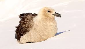 Image result for Stercorarius skua