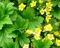 Attēlu rezultāti vaicājumam “Waldsteinia geoides”