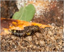 Attēlu rezultāti vaicājumam “Staphylinidae”