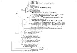 Attēlu rezultāti vaicājumam “Exobasidiales”