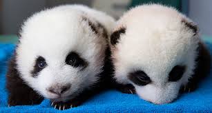 Image result for pandas
