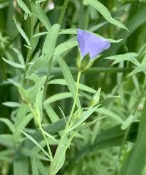 Image result for Linum usitatissimum
