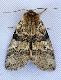 Attēlu rezultāti vaicājumam “Tethea or”