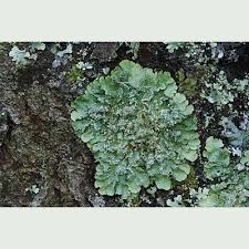 Attēlu rezultāti vaicājumam “Punctelia subrudecta”