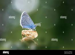 Attēlu rezultāti vaicājumam “Cyaniris semiargus male”