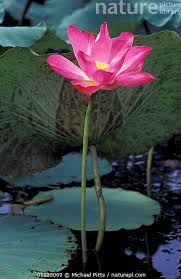 Attēlu rezultāti vaicājumam “Lotus sp. flower”