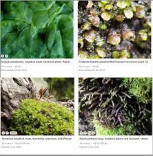 Attēlu rezultāti vaicājumam “Syntrichia virescens”