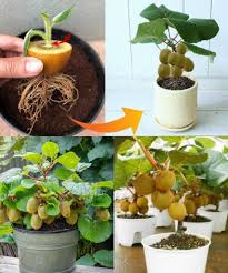 Attēlu rezultāti vaicājumam “Actinidia kolomikta fruit”