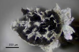 Attēlu rezultāti vaicājumam “Physarum bryocorticola macro”