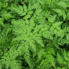 Attēlu rezultāti vaicājumam “Anthriscus sylvestris leaf”