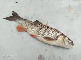 Image result for Squalius cephalus