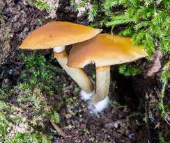 Attēlu rezultāti vaicājumam “Galerina marginata”