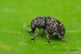 Attēlu rezultāti vaicājumam “Anthribus nebulosus”