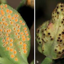 Attēlu rezultāti vaicājumam “Tranzschelia anemones”