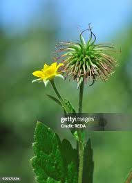 Image result for Geum urbanum