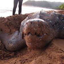 Image result for Dermochelys coriacea