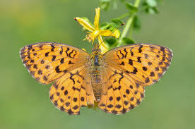 Attēlu rezultāti vaicājumam “Brenthis daphne underside”