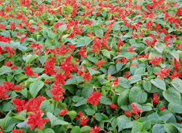 Image result for Salvia splendens