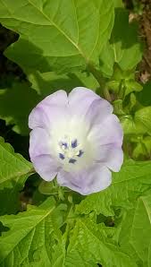 Attēlu rezultāti vaicājumam “Nicandra physalodes”