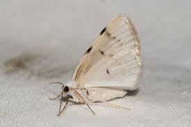 Attēlu rezultāti vaicājumam “Lomographa bimaculata”