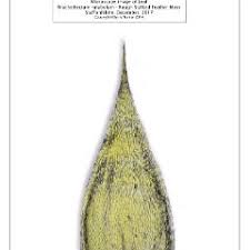 Attēlu rezultāti vaicājumam “Brachythecium rutabulum”