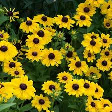 Image result for Rudbeckia Paradisio