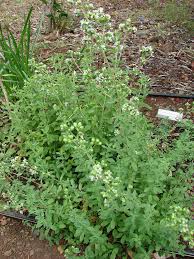 Image result for Origanum majorana