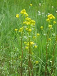 Attēlu rezultāti vaicājumam “Barbarea vulgaris subsp. arcuata flower”