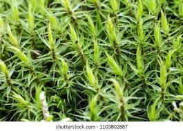 Attēlu rezultāti vaicājumam “Dicranum majus”