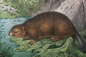 Attēlu rezultāti vaicājumam “Castor fiber”