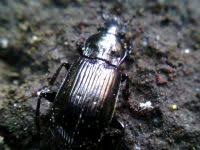 Attēlu rezultāti vaicājumam “Pterostichus quadrifoveolatus”