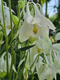 Image result for Aquilegia vulgaris