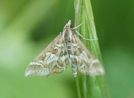 Attēlu rezultāti vaicājumam “Diasemia reticularis”