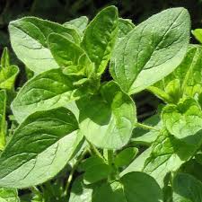 Image result for Origanum vulgare