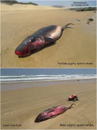 Image result for Kogia breviceps