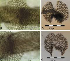 Attēlu rezultāti vaicājumam “Calypogeia azurea cells”