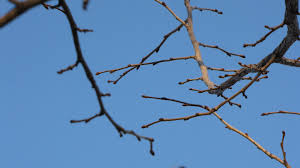 Attēlu rezultāti vaicājumam “Corylus colurna”