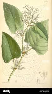 Attēlu rezultāti vaicājumam “Reynoutria sachalinensis leaf”