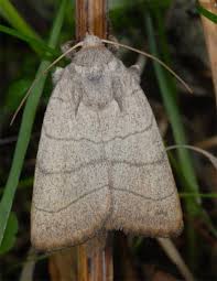 Attēlu rezultāti vaicājumam “Charanyca trigrammica”