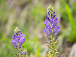 Image result for Campanula spicata