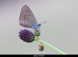 Attēlu rezultāti vaicājumam “Maculinea teleius underside”