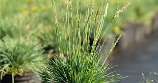 Attēlu rezultāti vaicājumam “Koeleria glauca leaf”