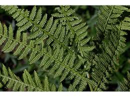 Attēlu rezultāti vaicājumam “Athyrium filix-femina”