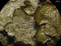 Attēlu rezultāti vaicājumam “Melanohalea olivacea”