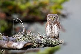 Attēlu rezultāti vaicājumam “Glaucidium passerinum”