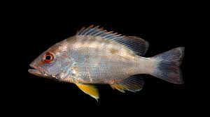 Image result for Lutjanus synagris