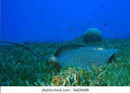 Image result for Himantura uarnak