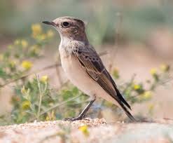 Attēlu rezultāti vaicājumam “Oenanthe oenanthe juvenile”