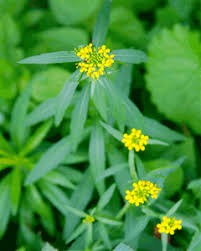 Attēlu rezultāti vaicājumam “Erysimum hieracifolium flower”